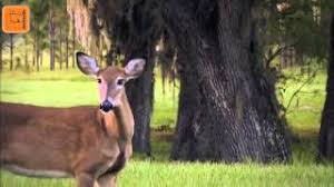 الشاعر موسى حافظ لا تذكر الي ما يذكرك موسيقى مجانية Mp3