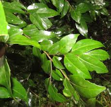 Image result for Drypetes gerrardii