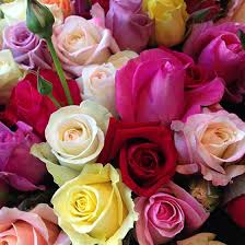 Spray Roses Interflora