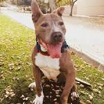 A Look at the German Shepherd Pitbull Mix (A Mighty-ish ...