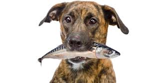 Vitamin Terbaik untuk Anjing