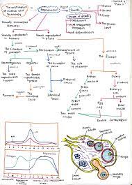 Bab 3 3.1 homeostasis dalam manusiaamirah rahaman. Bijak Tekun Nota Kreatif Biologi Tingkatan 5 Bab 4
