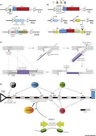 L1 | regionaal nieuws, sport, weer en verkeer uit limburg, via radio, tv, website en social media, onder het motto liefde voor limburg. L1 Mosaicism In Mammals Extent Effects And Evolution Trends In Genetics