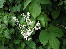 Image result for Fallopia baldschuanica