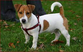 So a jack russell of the jrtca/parson russell type is like an artifact from a different time. Cool Short Legged Jack Russell Terrier Puppies Images Jack Russell Terrier Puppies Jack Russell Jack Russell Terrier