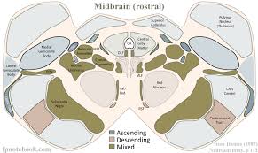 Image result for Midbrain