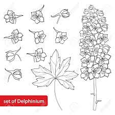 Image Result For How To Draw A Delphinium Larkspur Flower Delphinium Flower Drawing