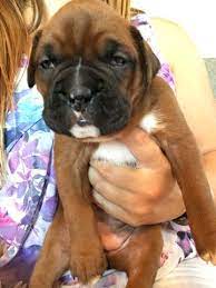 I have five boxer puppies for sale. Boxer Puppy For Sale In Indianapolis In Adn 47702 On Puppyfinder Com Gender Female Age 2 Weeks Old Boxer Puppy Puppies For Sale Boxer Puppies For Sale