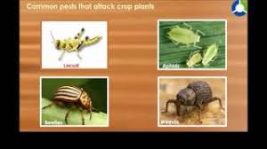 Common noninsect arthropod pests of plants or people in the garden. Common Pests That Attack Crop Plant Crop Production And Management Cbse Grade 08 Biology Youtube
