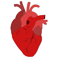 Download 462 real heart free vectors. Realistic Red Heart Free Svg
