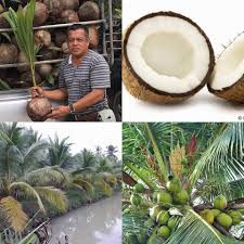 Kelapa merupakan tanaman asli yang bersal dari daerah tropis, yaitu wilayah yang terletak disepanjang garis khatulistiwa. Kelapa Mataq Posty Facebook