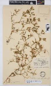 Image result for Melolobium calycinum