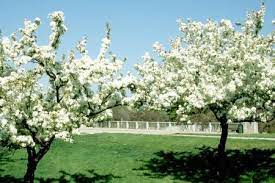 Reasons to plant flowering crabapplesevery yard should have a flowering crabapple! Malus Flowering Crabapple Landscape Ontario