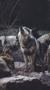 The great collection of wolf wallpaper for iphone for desktop, laptop and mobiles. Cool Wolves Iphone Wallpapers Wallpaper Cave