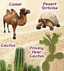 Through evolution these special plants have adapted ways to cacti are photosynthetic just like other plants; 64 Desert Ideas Deserts Desert Animals Animal Habitats