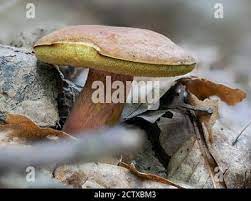 The Ruby Bolete Hortiboletus Rubellus Is An Edible Mushroom Stacked Macro Photo Stock Photo Alamy