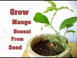 How To Grow Mango Bonsai From Seed Part 2 Wiring Bonsai Tips C Bonsai Bonsai Tree Care Indoor Bonsai Tree