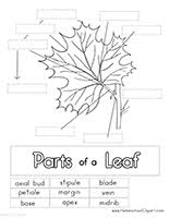 Black And White Homeschool Clipart Parts Of A Leaf Printables Leaf Lesson Plans Leaf Lessons Homeschool Nature Study