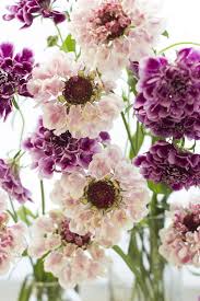 Scabiosa Caucasica Rdgszem Cottage Garden Plants Beautiful Flowers Pretty Flowers