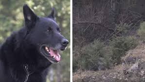 Kansere Yakalanmis Tanidiginiz Varsa Bu Amca Ile Tanistirin Dogs Animals
