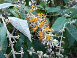 Image result for Buddleja madagascariensis