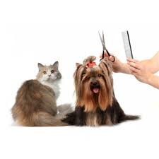 Maybe you would like to learn more about one of these? Yoho Buy Pet Steel Grooming Comb For Dog Cat Dogs Grooming Vit Edu Au