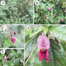 Image result for Balsaminaceae