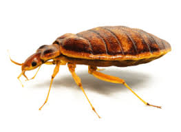 Pest control companies have reported bed bug activity on a national scale. Bed Bugs Pest Control Services In Mumbai Bed Bugs Treatment Mumbai