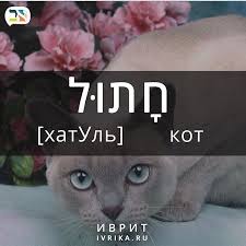 hatula koshka hatul kot חתולה חתול kotenok hataltul ח ת לתו ל kot v meshke hatul