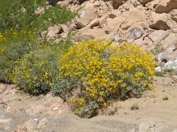 Maybe you would like to learn more about one of these? Arizona Desert Wildflower Pictures Wanderwisdom