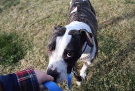 For general information, questions, appointment requests, call us at: All Aboard Animal Rescue You Can Make A Difference