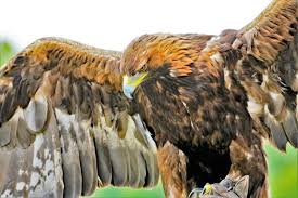 Tidak kalah menariknya adalah mengenai gambar mewarnai untuk anak adalah sketsa gambar burung hantu, merak, garuda dan elang. Elang Jawa Endemik Langka Lambang Negara
