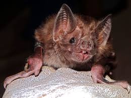 Maybe you would like to learn more about one of these? Vampire Bats Will Bring Rabies To Peru S Coast By 2020 Says Study Uga Research News