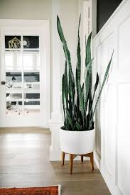 Plantas De Interior De Moda Son Tendencia Plantas De Interior Plantas Interior Decoracion Decoracion Plantas