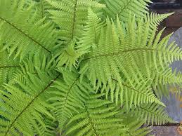 Love Ferns Dryopteris Affinis Ferns Heuchera Plant Leaves