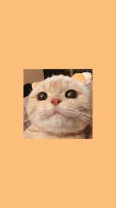 You may not have the same habit but we all can agree to the fact that cute. Funny Aesthetic Cat Wallpapers Img Foxglove