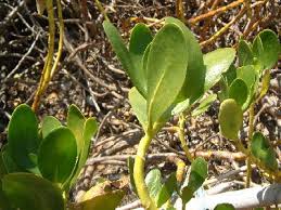 Image result for Scaevola plumieri