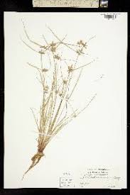 Image result for Pycreus flavescens