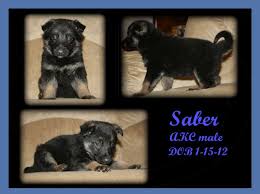 German shepherd puppy breeders, german shepherd dog breeders and michigan german shepherd kennels of grand rapids michigan with german shepherd puppies, german shepherd puppies for sale, german shepherd dogs imported from germany and breeders of german shepherds of the highest possible standards from kolenda kennels. Sandcreek Pets Akc German Shepherd Puppies For Sale In Oklahoma