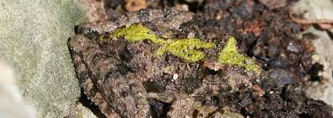 Check spelling or type a new query. Northern Cricket Frog Reptiles Amphibians In Ontario Ontario Nature