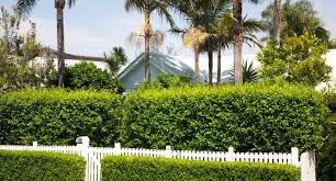 Lattice privacy fence privacy hedge privacy fences outdoor landscaping outdoor gardens fences alternative natural fence modern fence real evergreens for privacy: Privacy And Safety Barriers For Your Home Fences Hedges And Gates Budget Direct Au