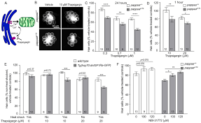 Endoplasmic reticulum has two major regions: Pregnancy Associated Plasma Protein Aa Regulates Endoplasmic Reticulum Mitochondria Associations Elife