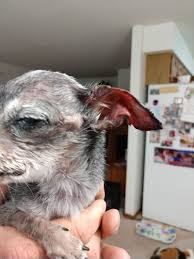 Image result for mold in the ear dog