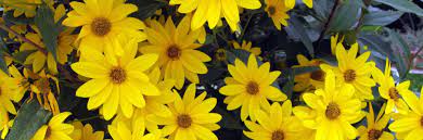 Aster Flower Meaning Facts September Birth Flowers Aster Flower September Birth Flower Birth Flowers