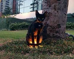 korkunc ve komik kedi resimleri funny animals cute funny animals cute animals