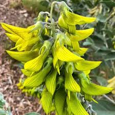 Image result for Crotalaria karagwensis