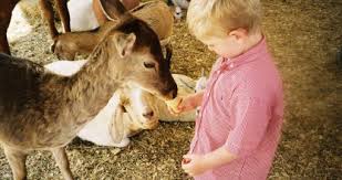 A community for 13 years. A Brief History Of Petting Zoo Outbreaks Linked To Animal Contact And Some Information On E Coli During An Outbreak Food Poison Journal