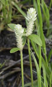 Image result for Gomphrena celosioides