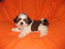Imperial chocolate shih tzu puppies for sale, georgia local breeders, near atlanta, ga shih tzu puppies for sale, georgia local breeders, near atlanta, ga. Wonderful Imperial Shih Tzu Puppy 8 Weeks Old Male For Sale In Phelan California Classified Americanlisted Com