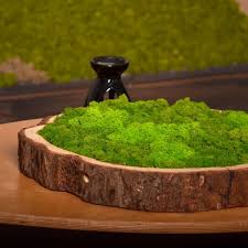 Natur Natur Moos Baumscheibe Island Moos Moos Moosbilder